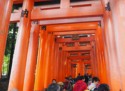 We start to see many red torii